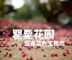 《罂粟花园（）吉他谱》_选自蓝色生死恋_吉他图片谱1张