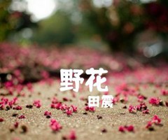 野花吉他谱_田震_原版弹唱吉他简谱